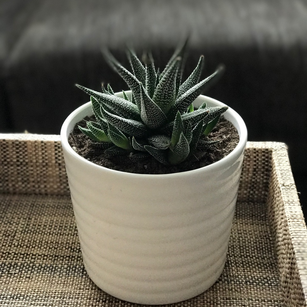 Meet your Posher, Aurora